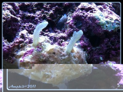 coraux mous x2.jpg