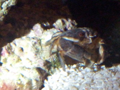 Crabe 2012-07-24 .jpg