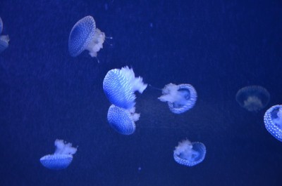 oceano_meduses.jpg