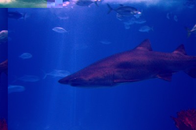 oceano_requin.jpg