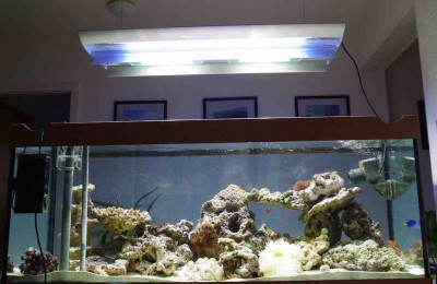 Aquarium 2.1.jpg