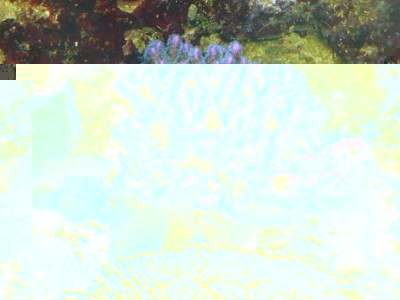 Pocillopora rose polype vert 4.jpg
