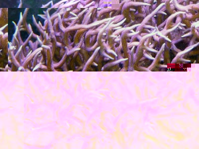 Seriatopora hystrix 6.jpg