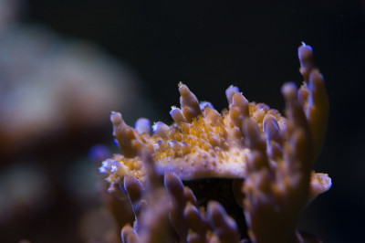 5_Autres coraux durs.jpg
