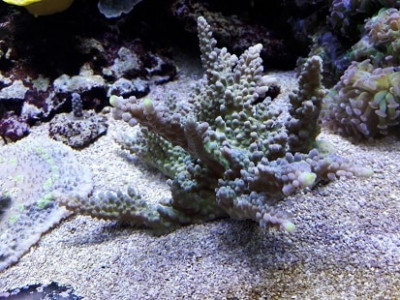 12-acropora_vert-beige_pointe_jaune.jpg