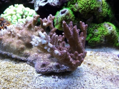 16-acropora_millepora.jpg