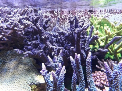 17-acropora_sp.jpg