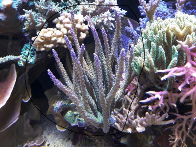 Acropora tricolor.jpg